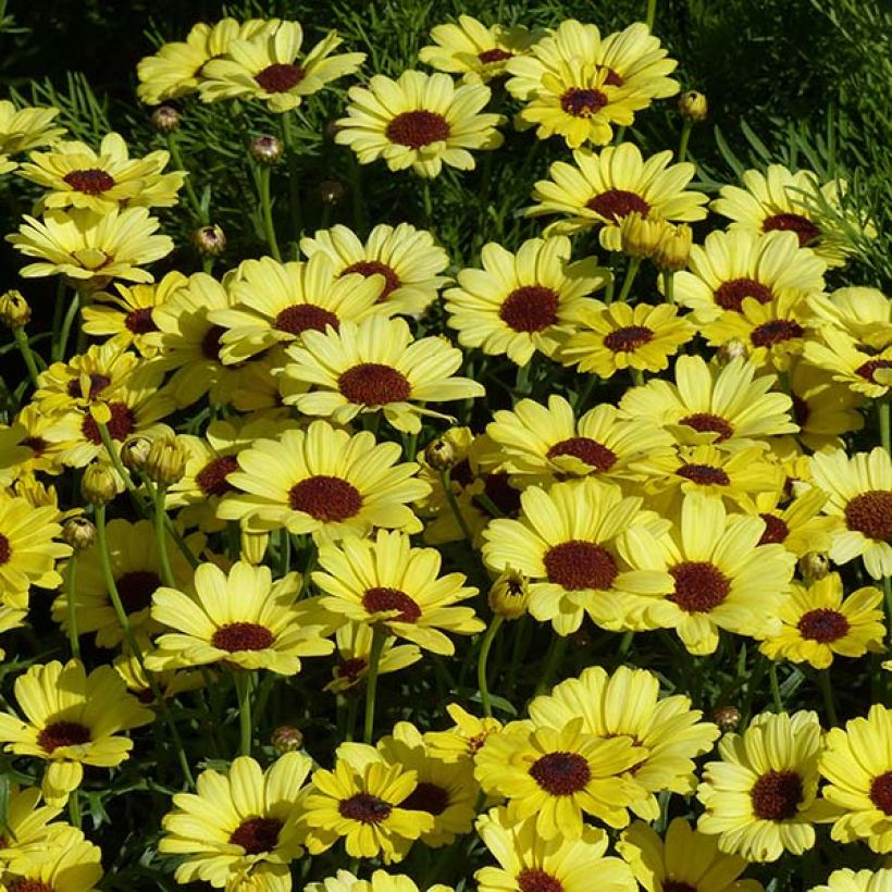 Anthémis Grandaisy Gold (Flowering)