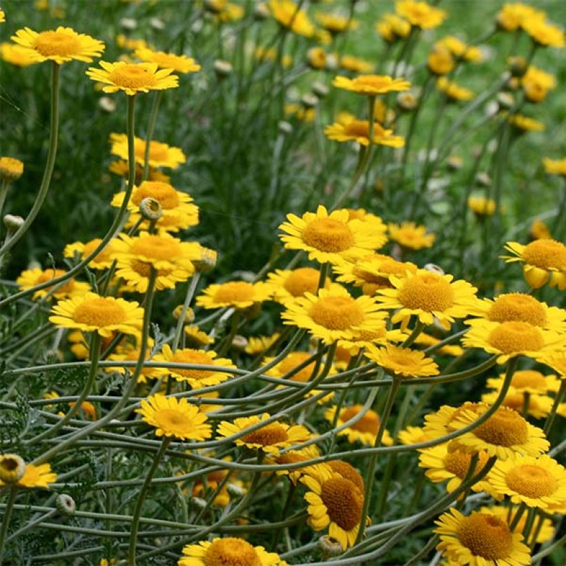Anthemis tinctoria Kelwayi (Flowering)
