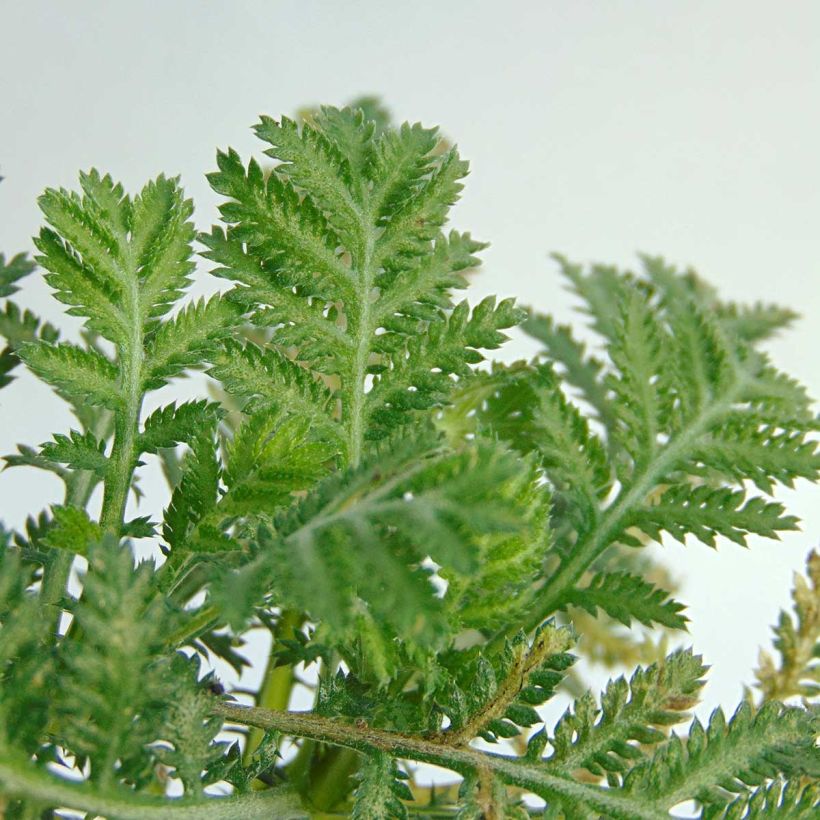 Anthemis tinctoria Wargrave Variety - Camomille des teinturiers (Foliage)
