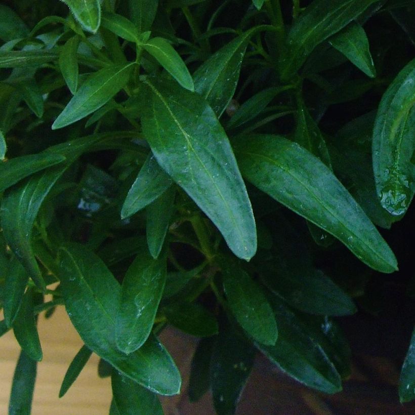 Muflier Fruit Salad Up Apricot (Foliage)