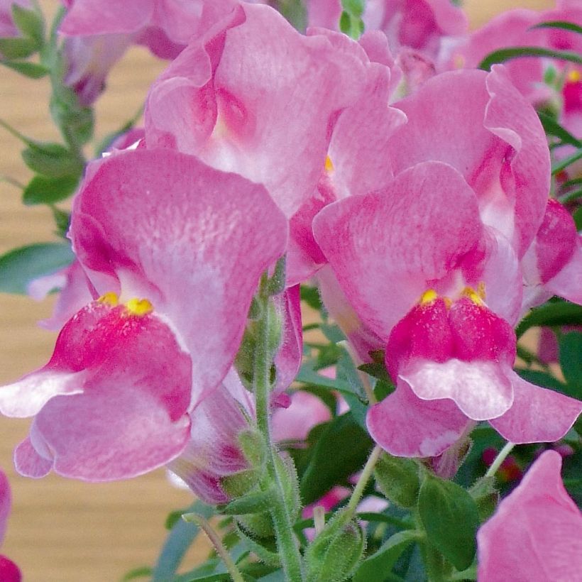 Muflier Fruit Salad Up Purple (Flowering)