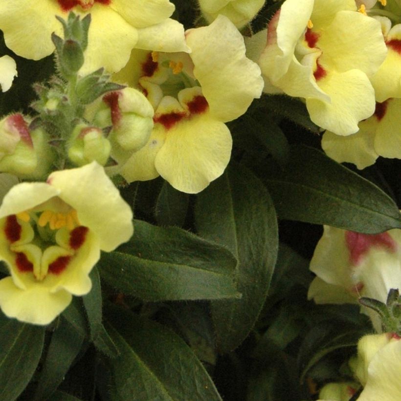 Muflier Fruit Salad Up Yellow (Foliage)