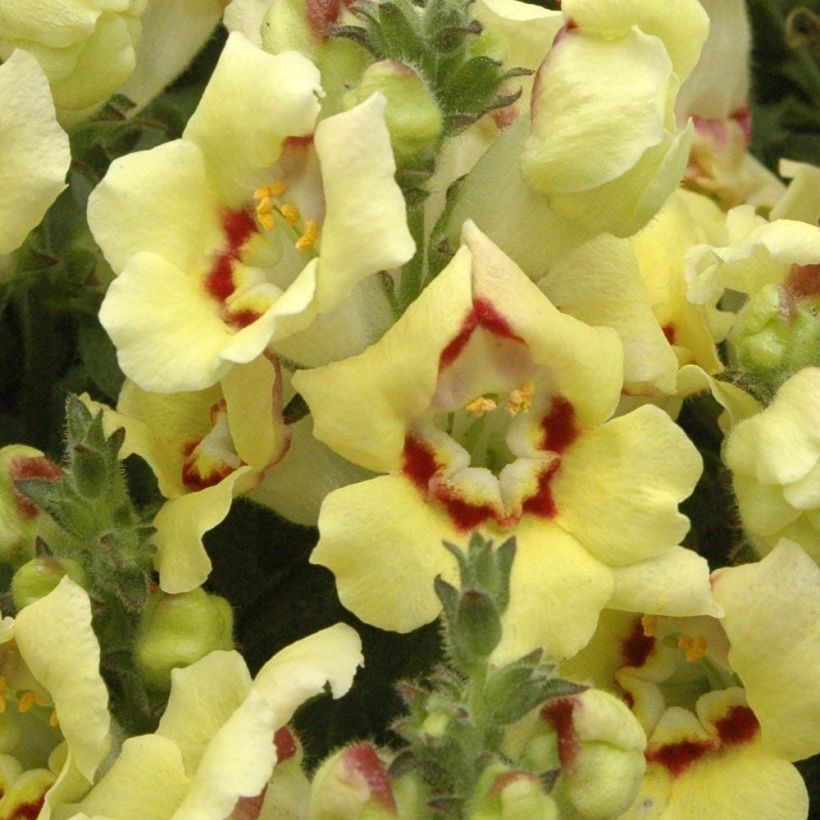Muflier Fruit Salad Up Yellow (Flowering)