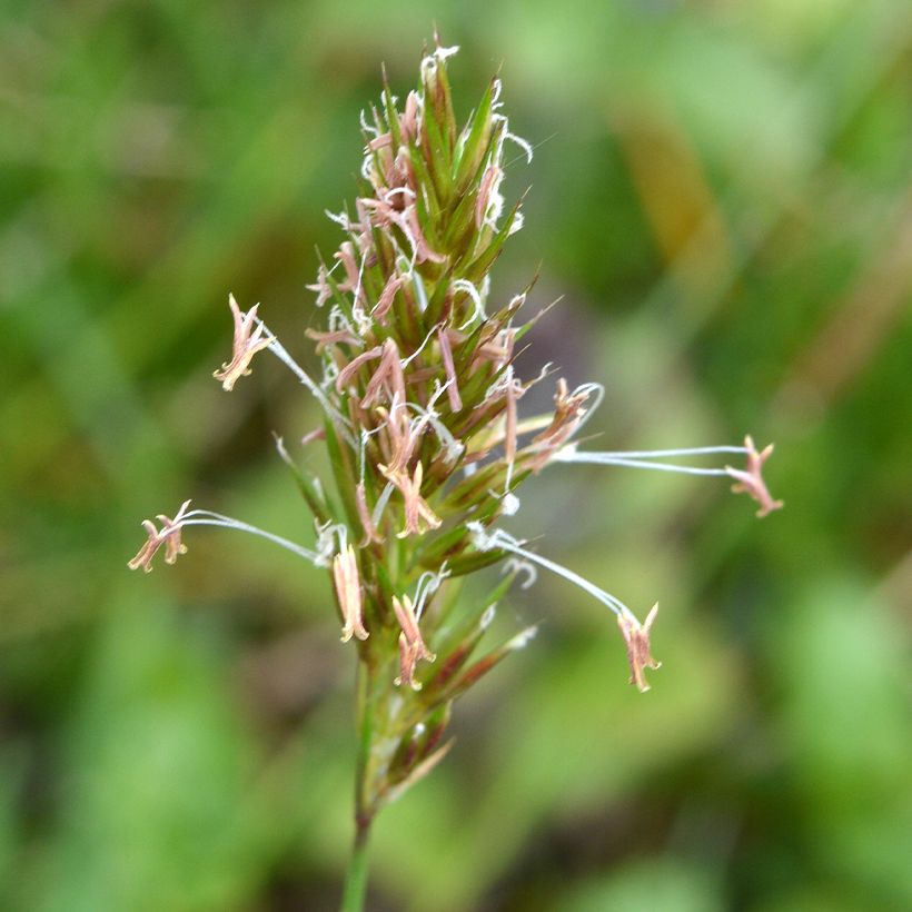 Anthoxanthum odoratum - Flouve odorante (Flowering)