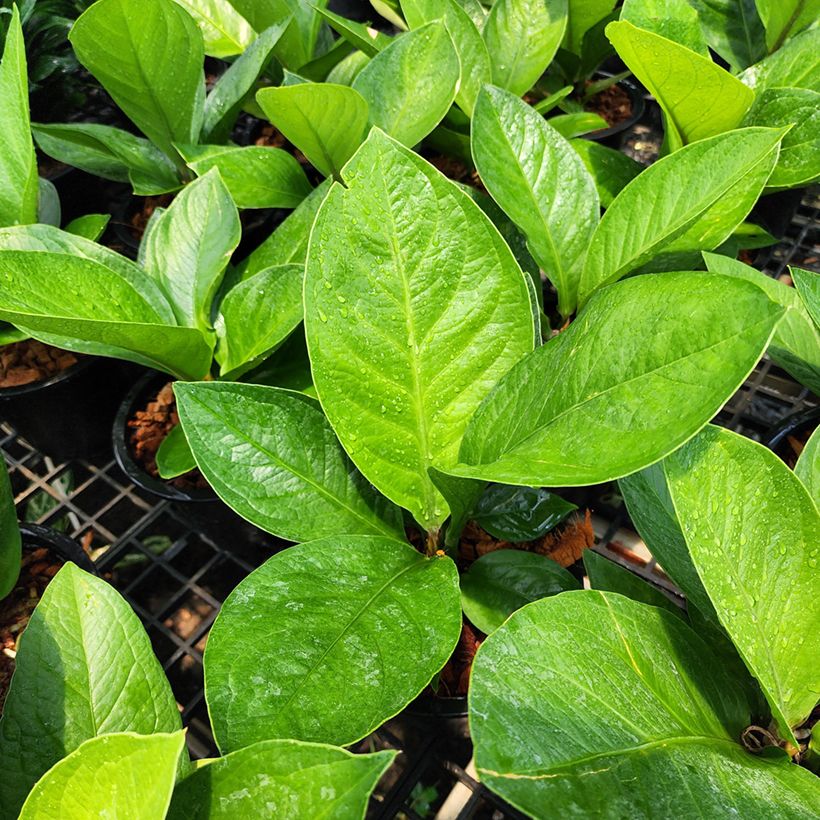 Anthurium jenmanii Green Jady (Foliage)