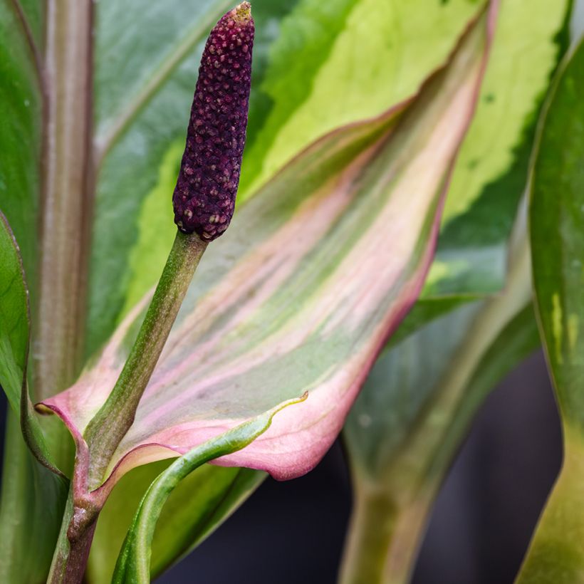 Anthurium Renaissance Variegata (Flowering)