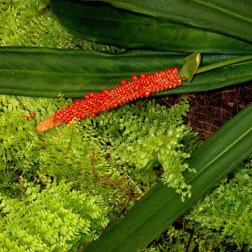 Anthurium bakeri (Flowering)