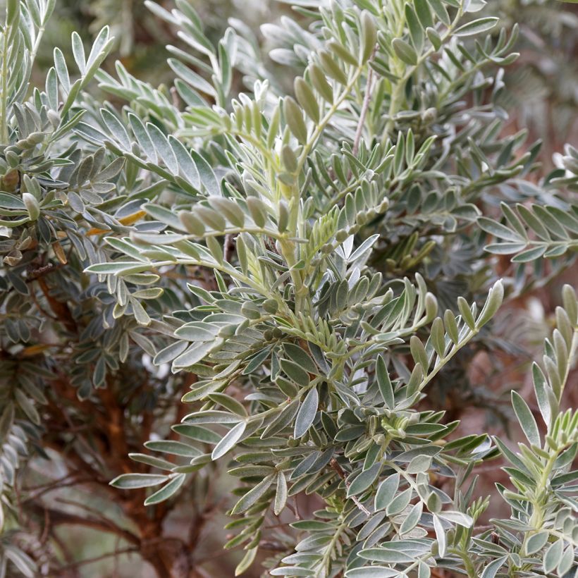 Anthyllis barba-jovis - Anthyllide Barbe de Jupiter (Foliage)