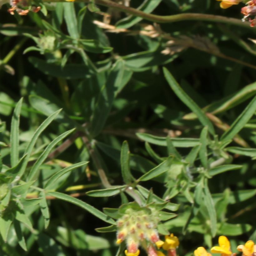 Anthyllis vulneraria - Anthyllide vulnéraire (Foliage)