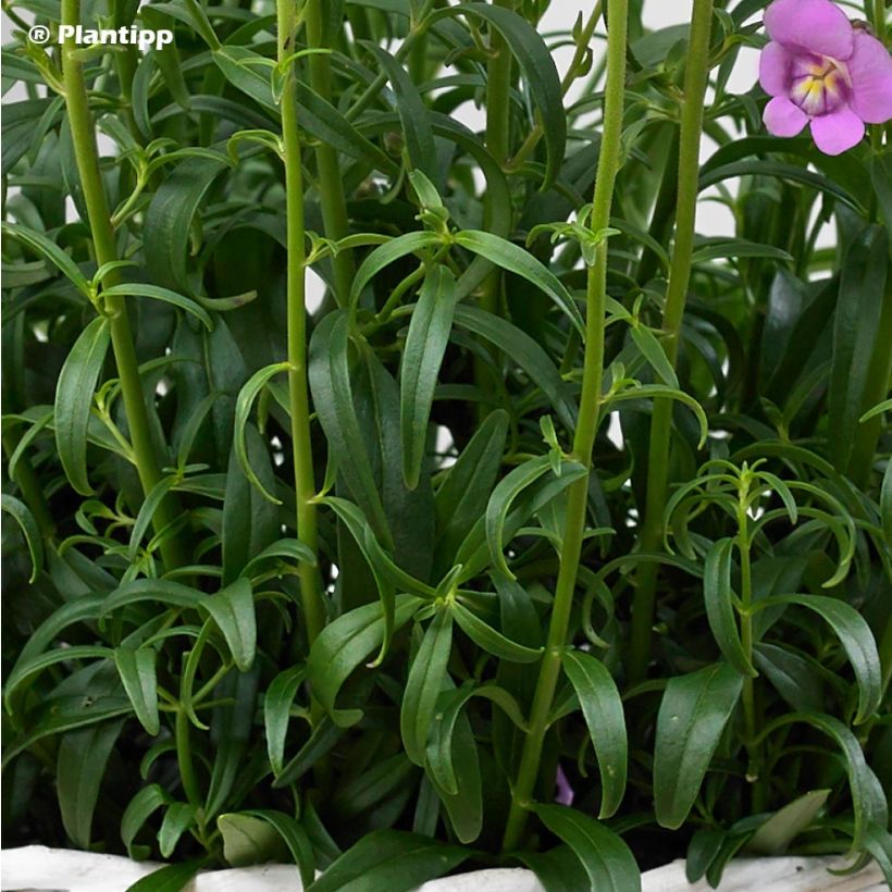 Antirrhinum majus Pretty in Pink - Muflier vivace (Foliage)