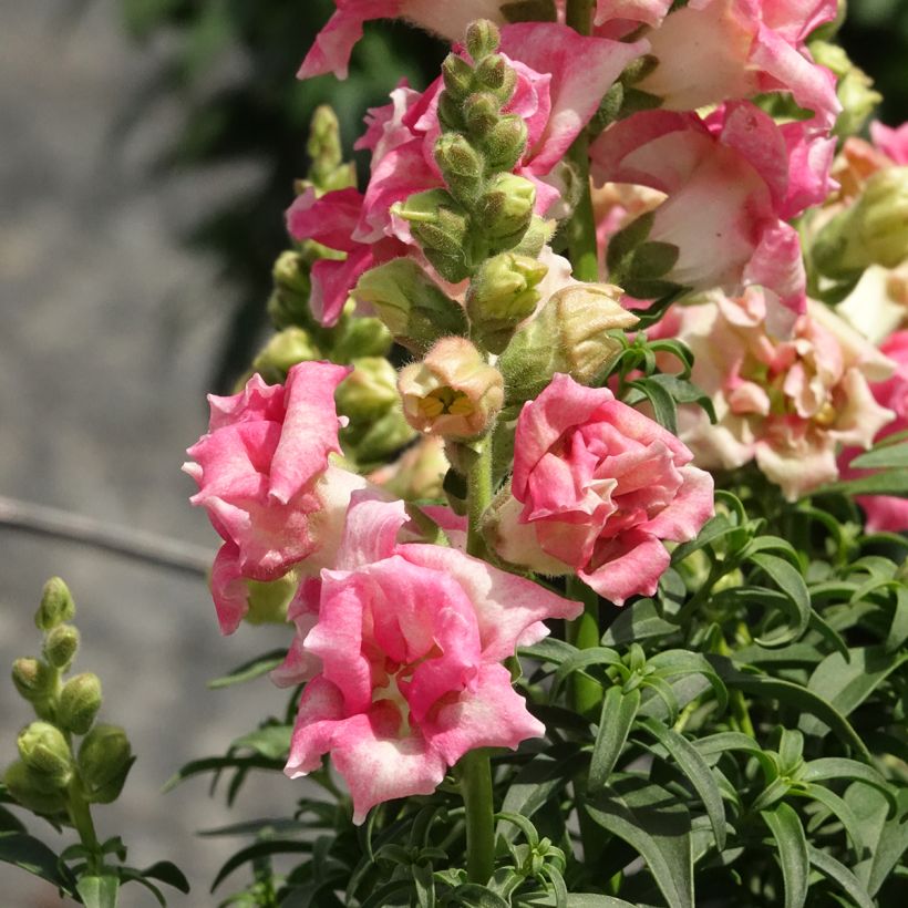 Graines de Muflier Sweet Duet Appleblossom - Antirrhinum majus (Flowering)