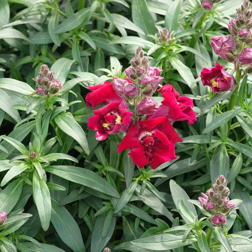 Graines de Muflier Sweet Duet Deep Red - Antirrhinum majus (Plant habit)