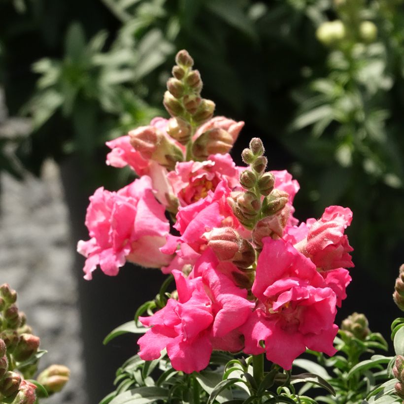 Graines de Muflier Sweet Duet Rose Shades - Antirrhinum majus (Flowering)