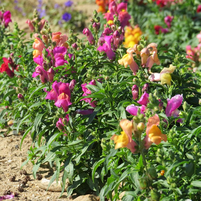 Graines de Muflier nain Emerald Isles - Antirrhinum majus pumilum (Plant habit)