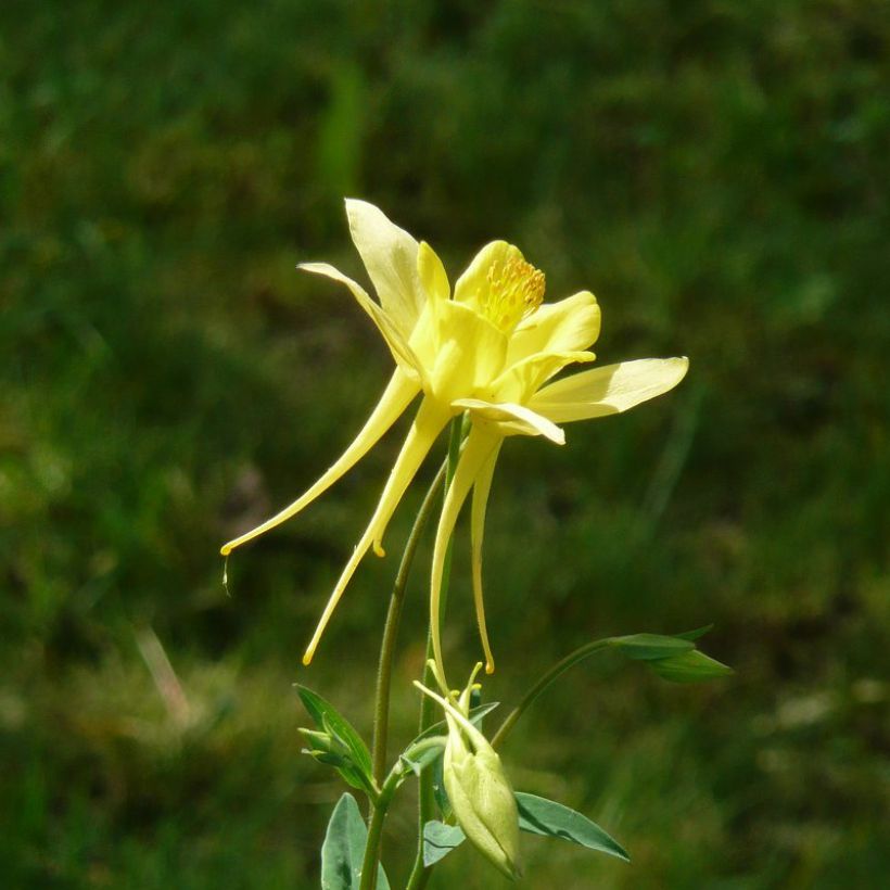 Ancolie Goldfinch (Songbird Series) - Aquilegia (Flowering)