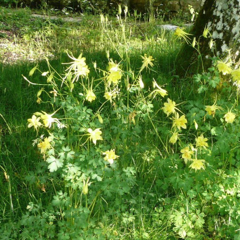 Ancolie Goldfinch (Songbird Series) - Aquilegia (Plant habit)