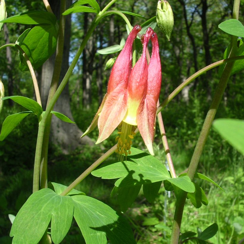 Ancolie du Canada - Aquilegia canadensis (Foliage)