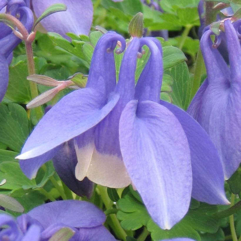 Ancolie naine - Aquilegia flabellata Ministar (Flowering)