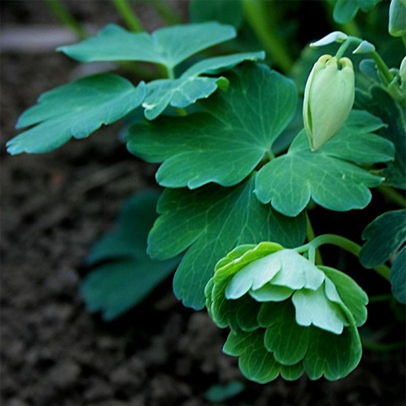 Ancolie Nana alba - Aquilegia flabellata pumila alba (Foliage)