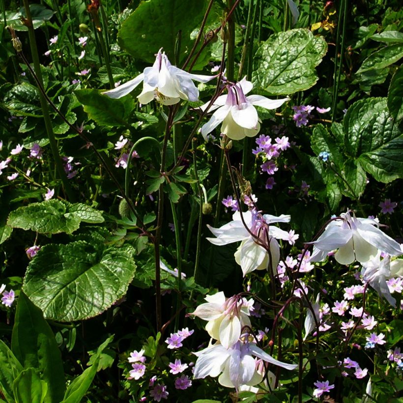 Ancolie parfumée - Aquilegia fragrans (Plant habit)