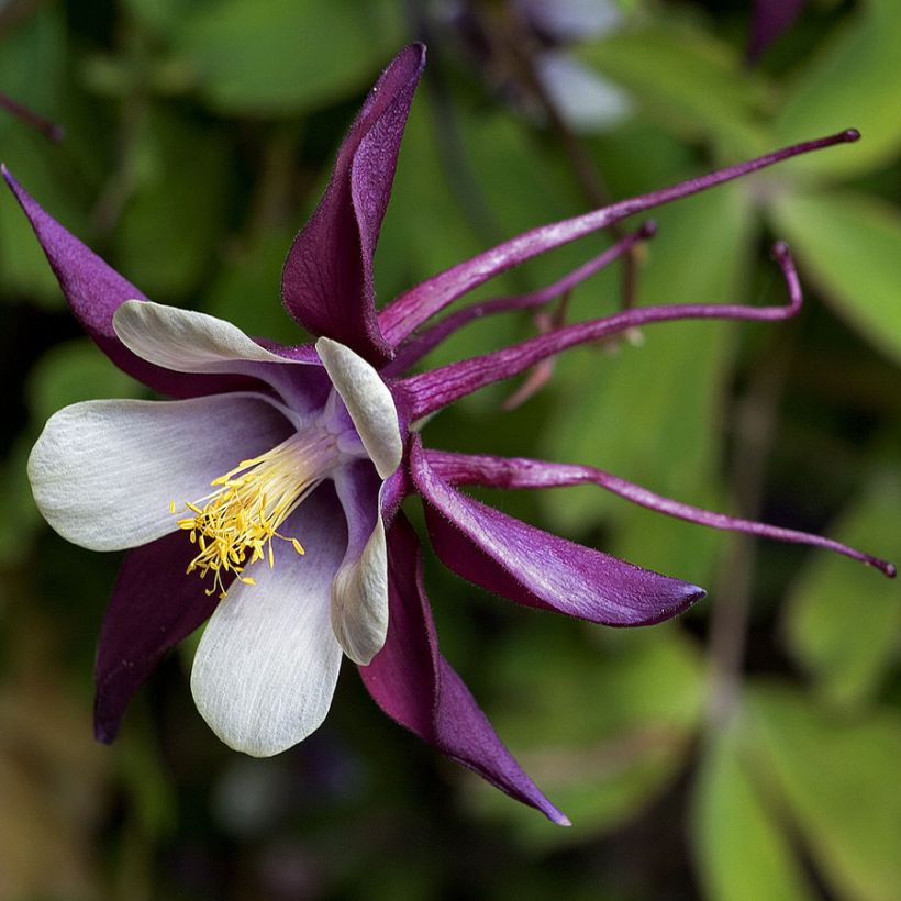 Ancolie, Aquilegia rockii (Flowering)