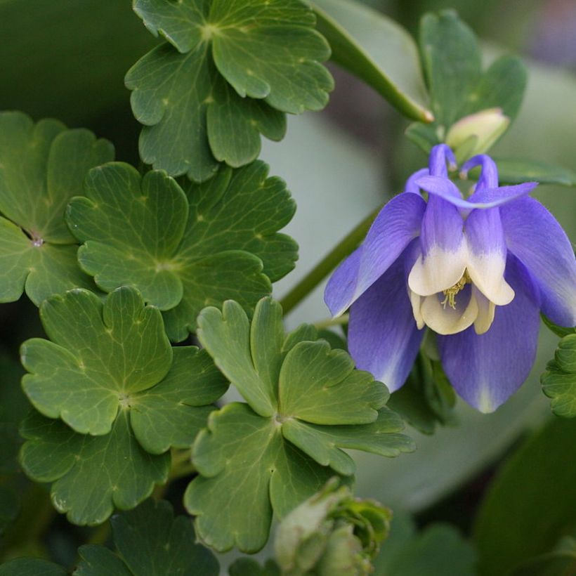 Ancolie, Aquilegia sibirica (Foliage)