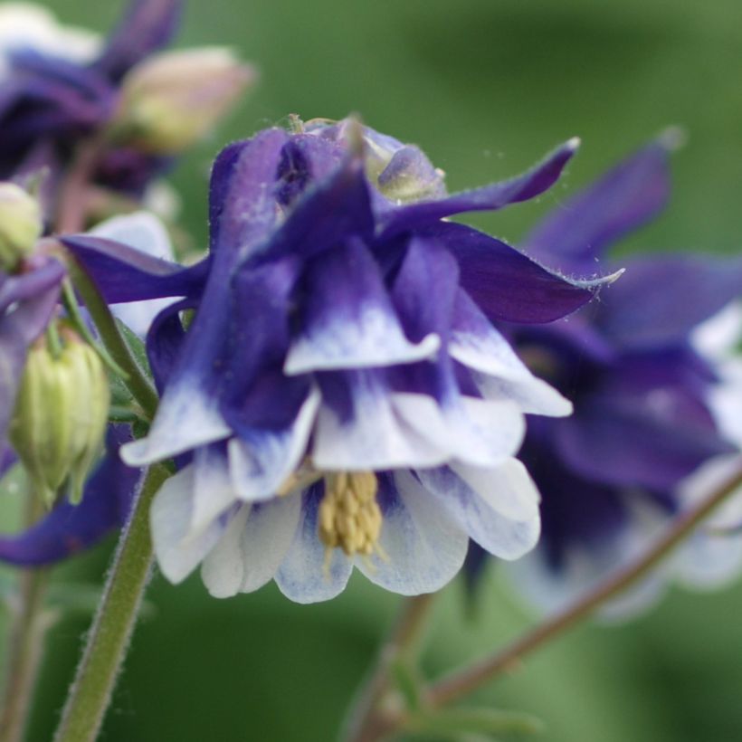 Ancolie - Aquilegia vulgaris Winky Blue White (Flowering)