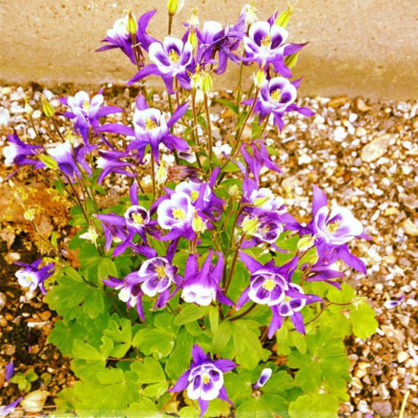 Ancolie Woodside Gold - Aquilegia vulgaris (Plant habit)