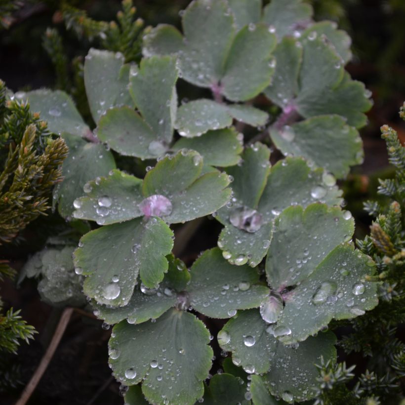 Ancolie hybride White Barlow (Foliage)