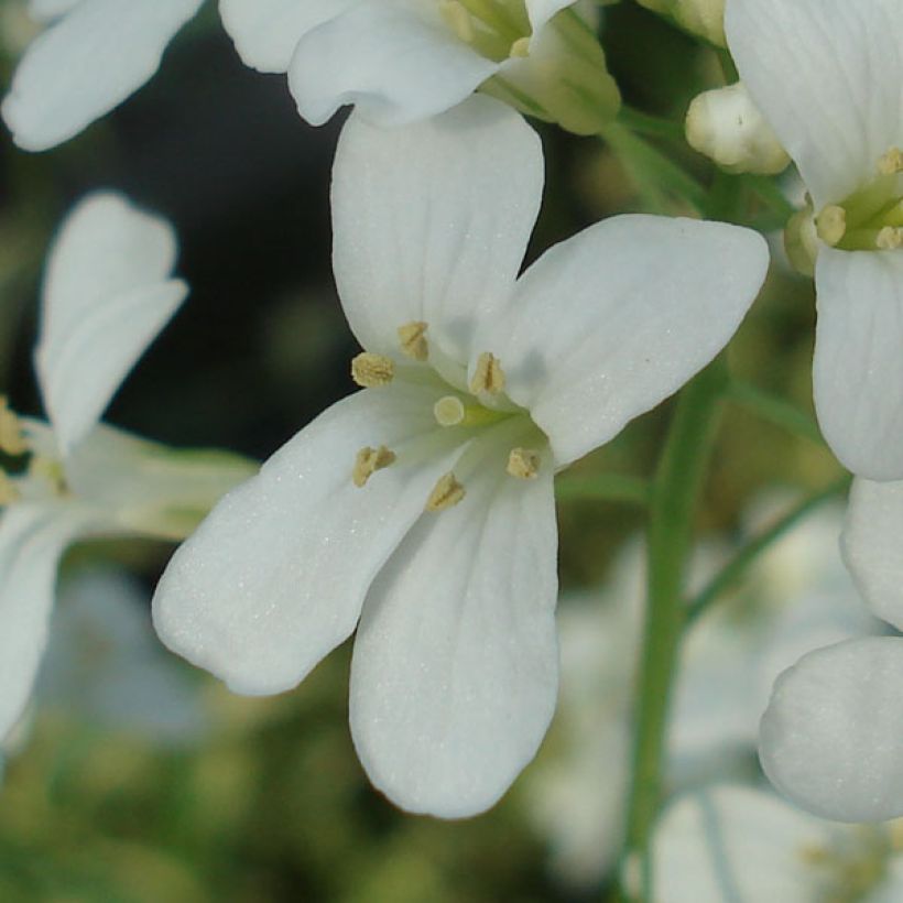 Arabis ferdinandi coburgii Old Gold - Arabette panachée jaune - Corbeille d'argent (Flowering)