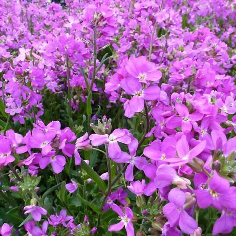 Arabis blepharophylla Frühlingzauber - Arabette de Californie (Flowering)
