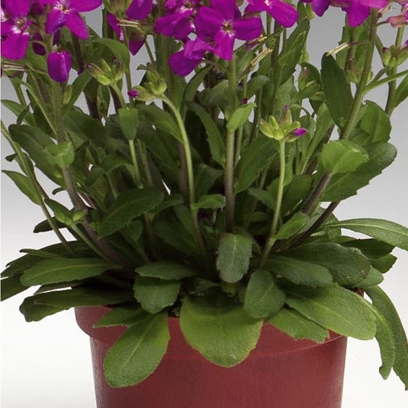 Arabis blepharophylla Rose Delight - Arabette de Californie (Foliage)