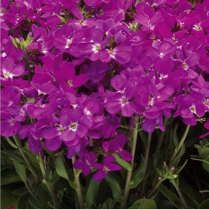 Arabis blepharophylla Rose Delight - Arabette de Californie (Flowering)