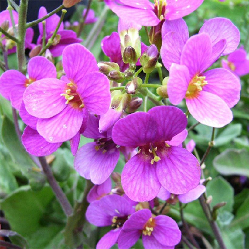 Arabis caucasica Pinkie - Arabette du Caucase (Flowering)