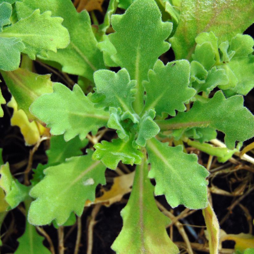Arabis caucasica Pinkie - Arabette du Caucase (Foliage)