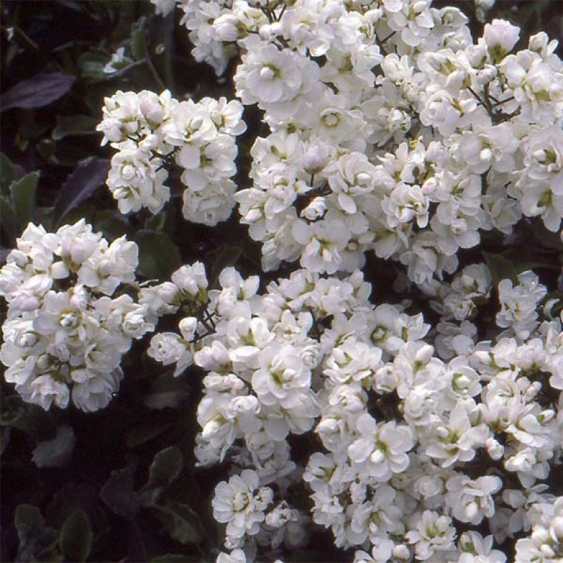 Arabis caucasica Plena - Corbeille d'argent (Flowering)