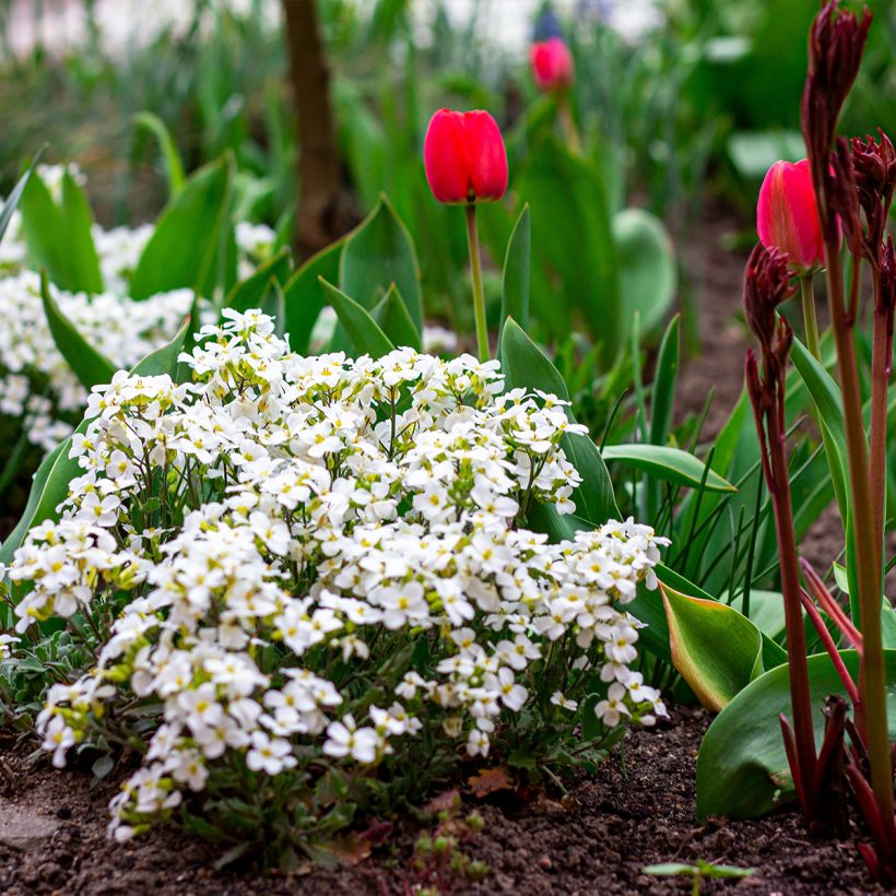 Arabis caucasica Snowball - Corbeille d'argent (Plant habit)