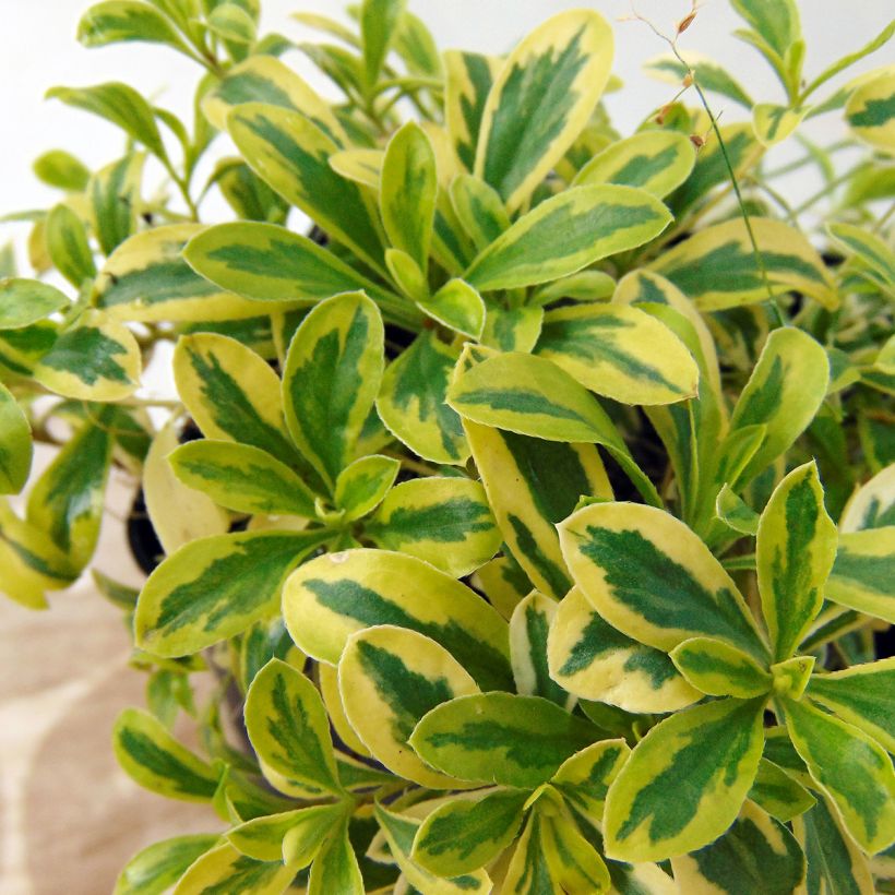 Arabis ferdinandi coburgii Old Gold - Arabette panachée jaune - Corbeille d'argent (Foliage)