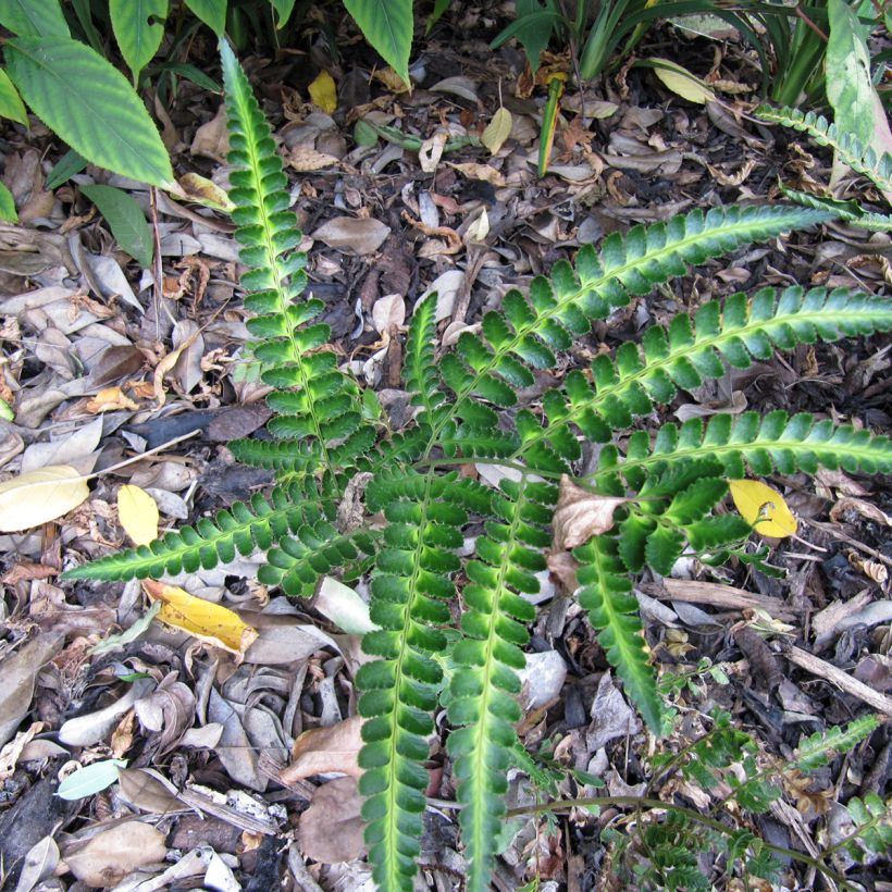 Arachniodes simplicior - Fougère persistante (Plant habit)