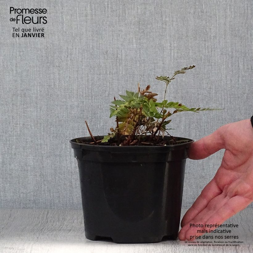 Example of Arachniodes simplicior - Fougère persistante Pot de 2L/3L as you get in hiver