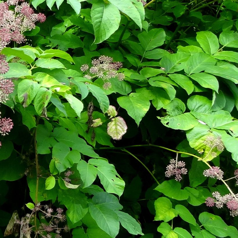 Aralia californica - Aralie ou angélique de Californie (Foliage)