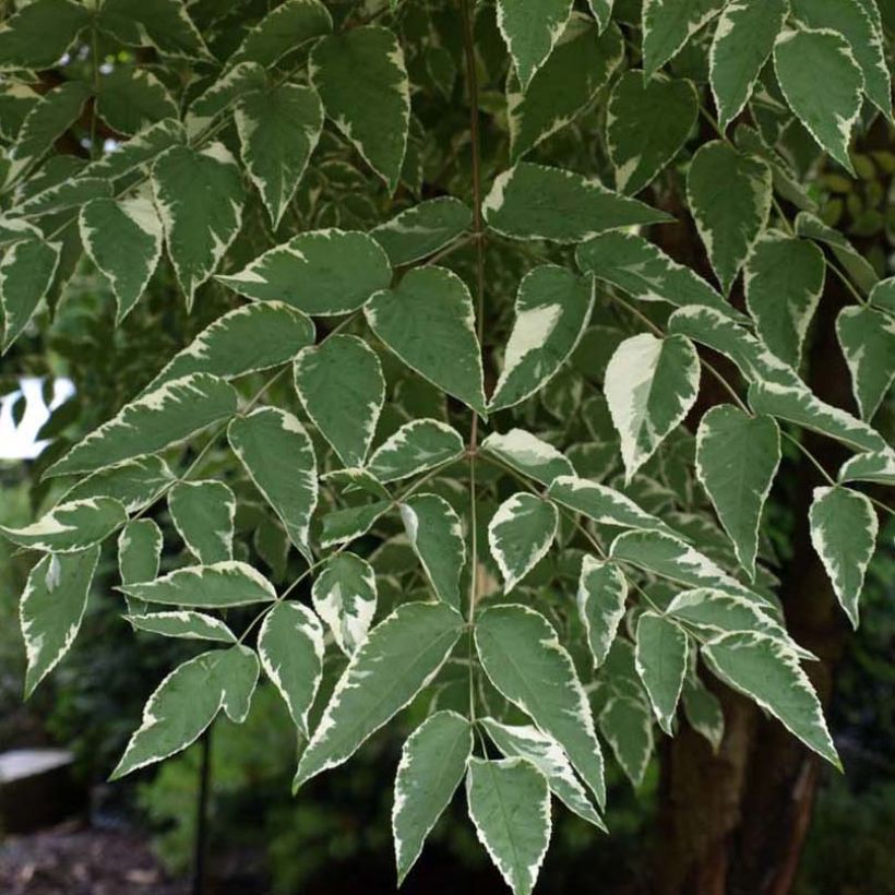 Aralia elata Silver Umbrella - Angélique en arbre (Foliage)