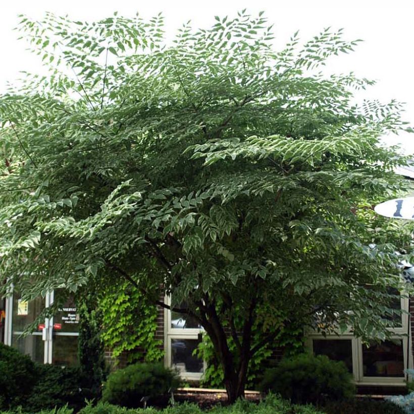 Aralia elata Silver Umbrella - Angélique en arbre (Plant habit)