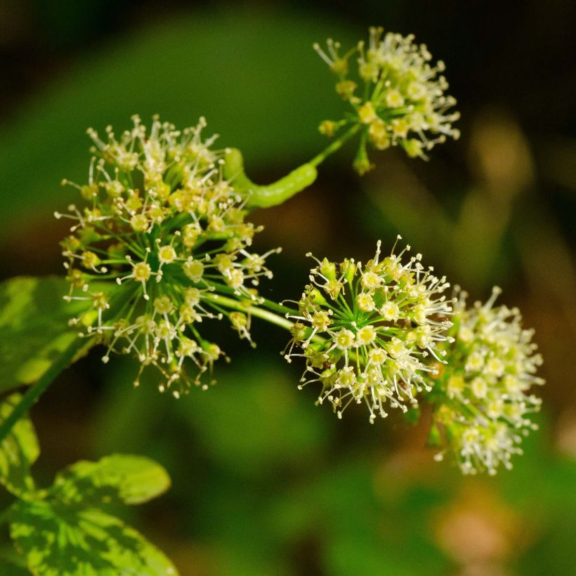 Aralia nudicaulis - Aralie à tige nue (Flowering)