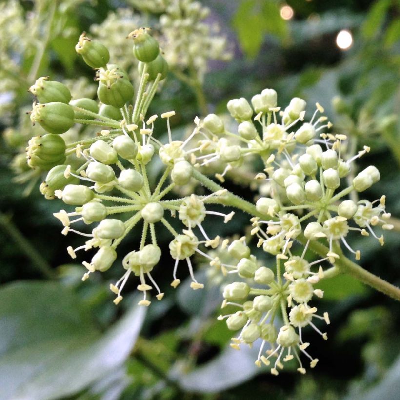 Aralia spinosa - Angélique épineuse (Flowering)