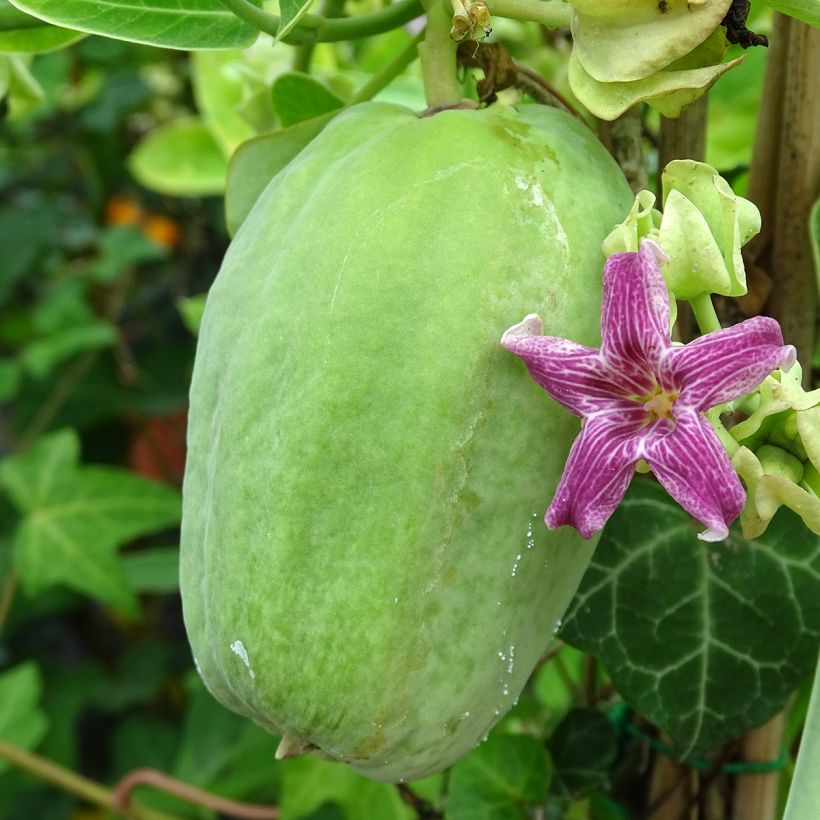 Araujia sericifera Pink - Plante cruelle (Harvest)