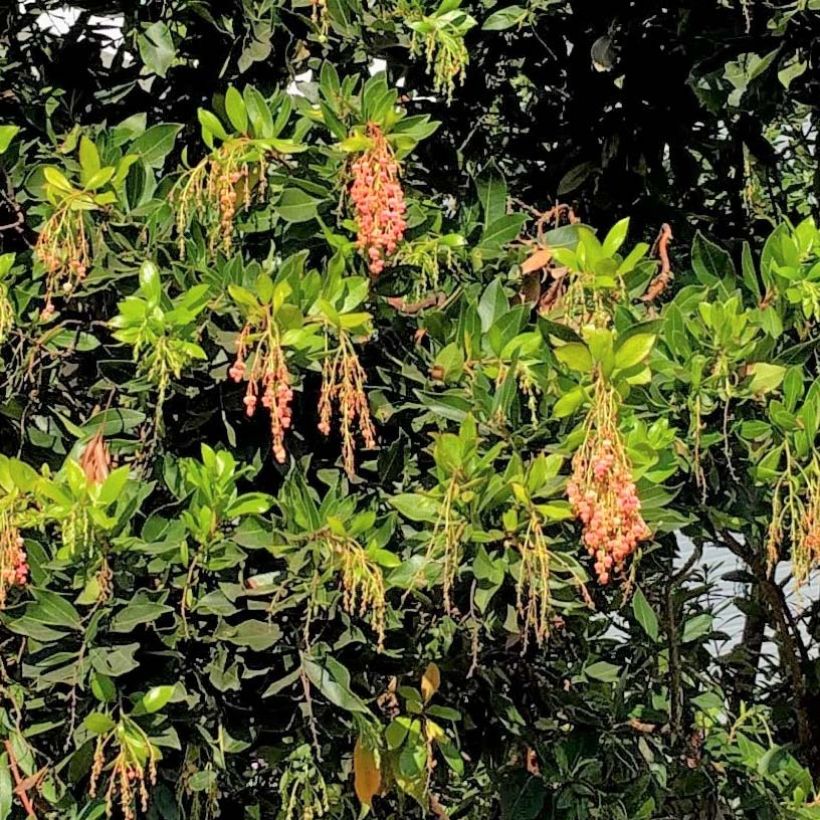 Arbutus Marina - Arbousier (Foliage)