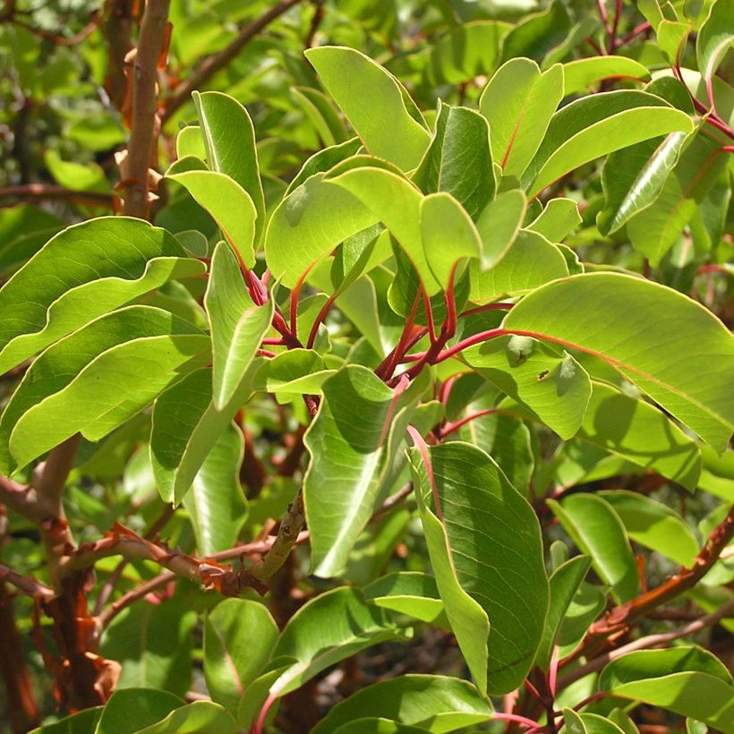 Arbutus andrachne - Arbousier de Chypre (Foliage)