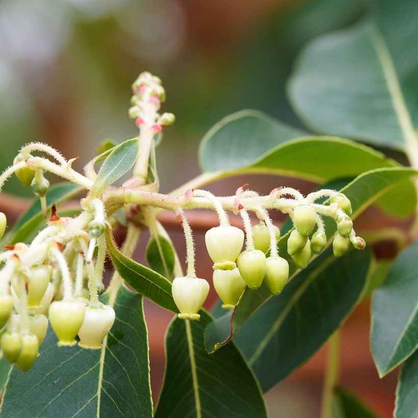 Arbutus andrachne - Arbousier de Chypre (Flowering)