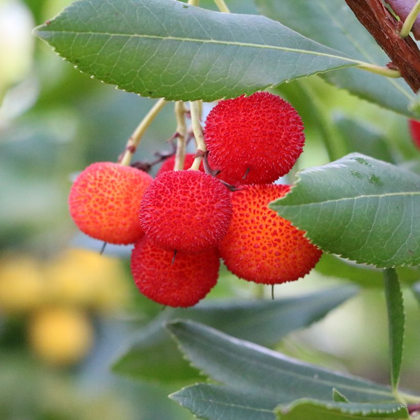 Arbutus andrachne - Arbousier de Chypre (Harvest)